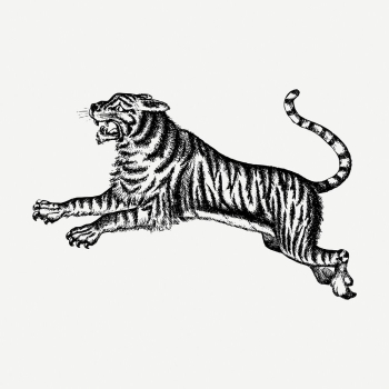 Tiger drawing clipart, wildlife illustration | Free PSD - rawpixel Tiger drawing clipart, wildlife illustration | Free PSD - rawpixel