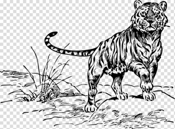Tiger Drawing Line art Lion, TIGER transparent background PNG clipart Tiger Drawing Line art Lion, TIGER transparent background PNG clipart