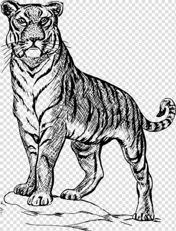 Tiger Drawing Line art Sketch, tiger transparent background PNG clipart Tiger Drawing Line art Sketch, tiger transparent background PNG clipart