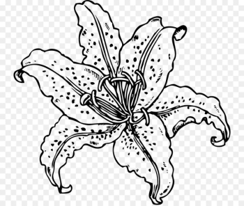 Tiger lily Coloring book Golden-rayed lily Drawing - tiger Tiger lily Coloring book Golden-rayed lily Drawing - tiger