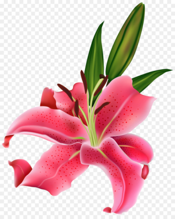 Tiger lily Easter lily Arum-lily Flower Clip art - pink flower 