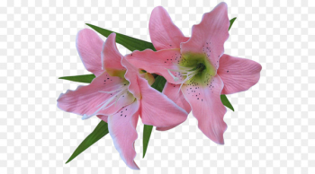 Tiger lily Flower Arum-lily Easter lily Clip art - Golden Lily 