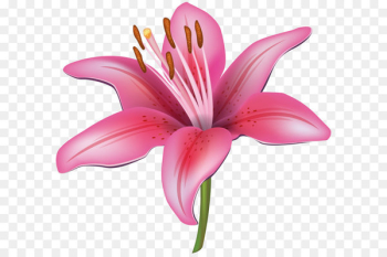 Tiger lily Flower Water lily Clip art - Pink Lily Flower PNG Clipart Image 