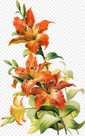 Tiger lily Lilium bulbiferum Easter lily Arum-lily - Tiger Lily Cliparts 