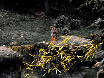 Tiger On Rock Tiger On Rock