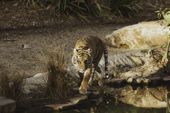 Tiger Photography Tiger Photography