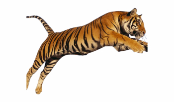 Tiger Png Transparent Images - Tiger Images Png Hd Free PNG Images ...