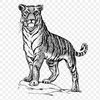 Tiger png, vintage bw animal | Free PNG Illustration - rawpixel