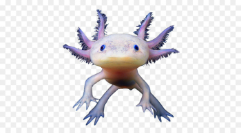 Tiger salamander Axolotl Animal Pet - creatures Tiger salamander Axolotl Animal Pet - creatures