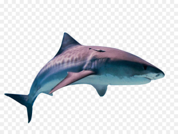 Tiger shark Great white shark Fish Cat - shark 