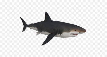 Tiger shark Great white shark Megalodon - megalodon shark 