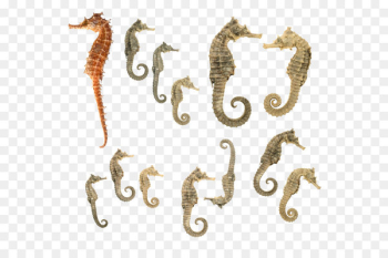Tiger tail seahorse Download - Seahorse PNG Tiger tail seahorse Download - Seahorse PNG