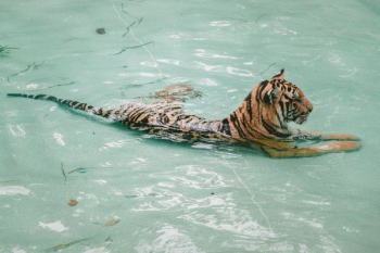 tiger taking bath tiger taking bath
