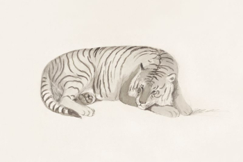 Tiger, vintage animal illustration. Original | Free Photo Illustration - rawpixel