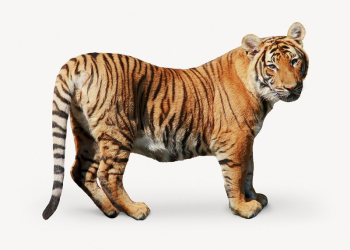 Tiger, wild animal psd | Free PSD - rawpixel