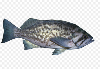 Tilapia Fish products Seafood - Black spotted fish Tilapia Fish products Seafood - Black spotted fish