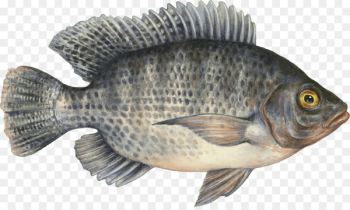 Tilapia Seafood Watch Fish farming - fish Tilapia Seafood Watch Fish farming - fish