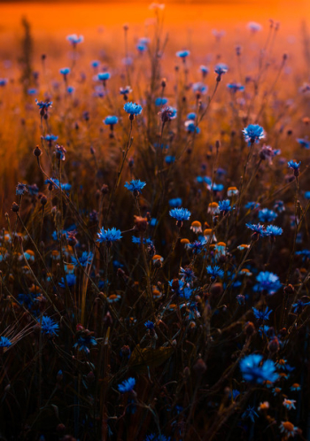 Tilt Shift Lens Photo of Blue Flowers Tilt Shift Lens Photo of Blue Flowers