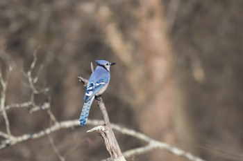 Tilt-shift Lens Photography of Blue Bird on Branch Tilt-shift Lens Photography of Blue Bird on Branch