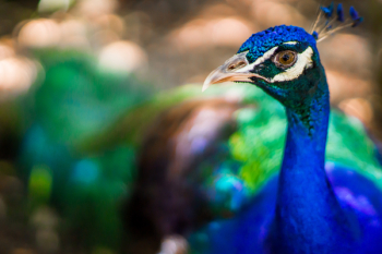 Tilt Shift Lens Photography of Blue Peacock Tilt Shift Lens Photography of Blue Peacock