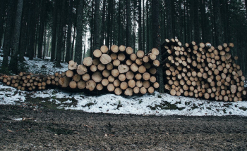 Timber in a forest. Original | Free Photo - rawpixel