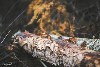 Timber in the forest | Free stock photo - 435339 Timber in the forest | Free stock photo - 435339