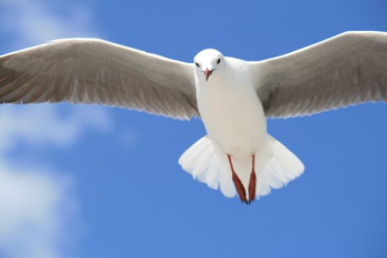 timelapse photo of white bird flying timelapse photo of white bird flying