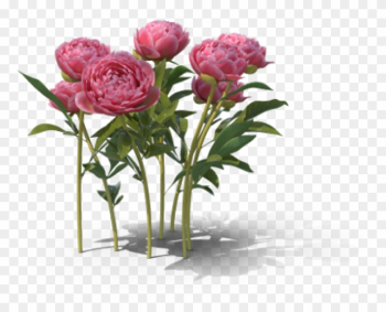 Today Is The Vernal Equinox Marking The Beginning Of - Garden Roses Today Is The Vernal Equinox Marking The Beginning Of - Garden Roses