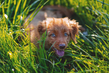 Toller puppy