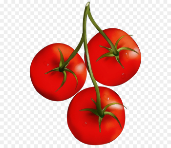 Tomato Tomato