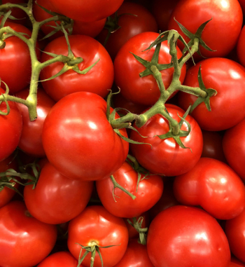 Tomato Lot Tomato Lot