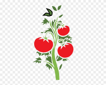 Tomato Plant Clipart Tomato Plant Clipart