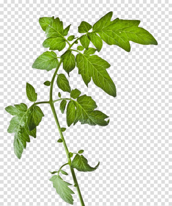 Tomato Plant Vegetable, tomato transparent background PNG clipart Tomato Plant Vegetable, tomato transparent background PNG clipart