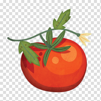 Tomato PNG High-Quality Image Tomato PNG High-Quality Image