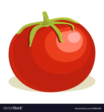 tomato vegetable tomato vegetable