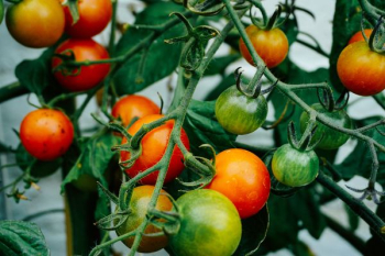 tomatoes hanging on tomato plant tomatoes hanging on tomato plant
