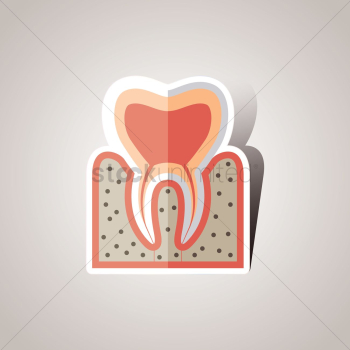 Tooth anatomy Tooth anatomy