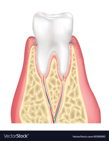 tooth anatomy healthy teeth structure dental tooth anatomy healthy teeth structure dental
