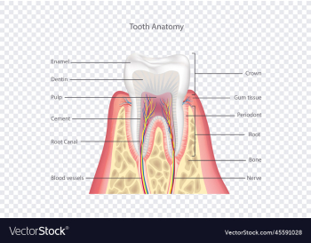 tooth anatomy healthy teeth structure dental tooth anatomy healthy teeth structure dental