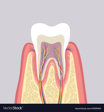 tooth structure anatomy of teeth dental medical tooth structure anatomy of teeth dental medical