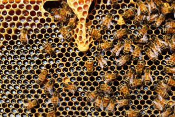 Top View of Bees Putting Honey Top View of Bees Putting Honey