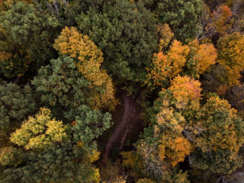top view of forest top view of forest