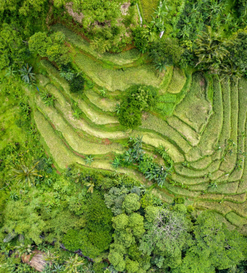 Top View Photo of Forest