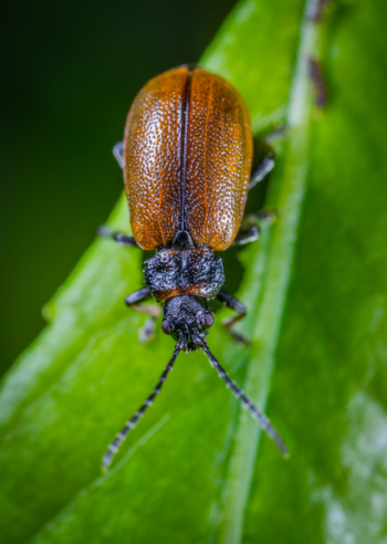 Top View Photo of June Beetle Top View Photo of June Beetle