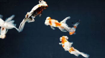 top view photography of three gold fishes top view photography of three gold fishes
