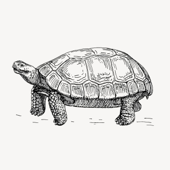 Tortoise, animal illustration vector. Free | Free Vector Illustration - rawpixel Tortoise, animal illustration vector. Free | Free Vector Illustration - rawpixel