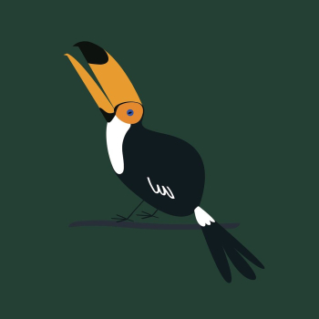 Toucan bird illustration psd | Free PSD Illustration - rawpixel