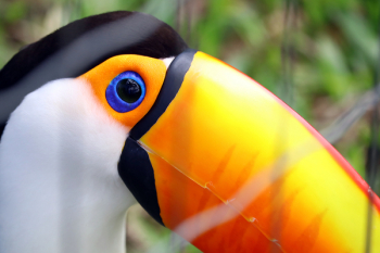 Toucan Clip Art Toucan Clip Art