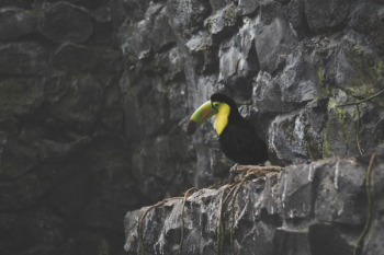 toucan on rock formation during daytime toucan on rock formation during daytime