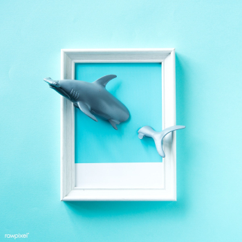 Toy sharks swimming in a frame | Free stock photo - 541633